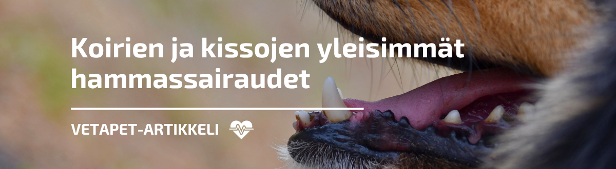 Koirien ja kissojen yleisimmät hammassairaudet – oireet, hoito ja ennaltaehkäisy