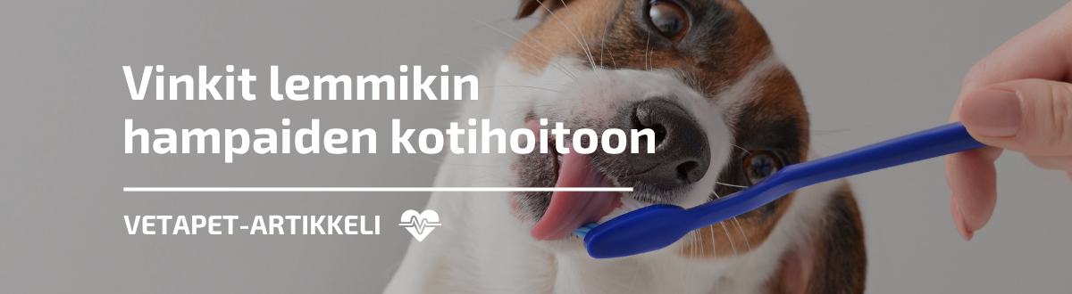 Pitääkö koiran tai kissan hampaita harjata? Asiantuntijan vinkit lemmikin hampaiden kotihoitoon
