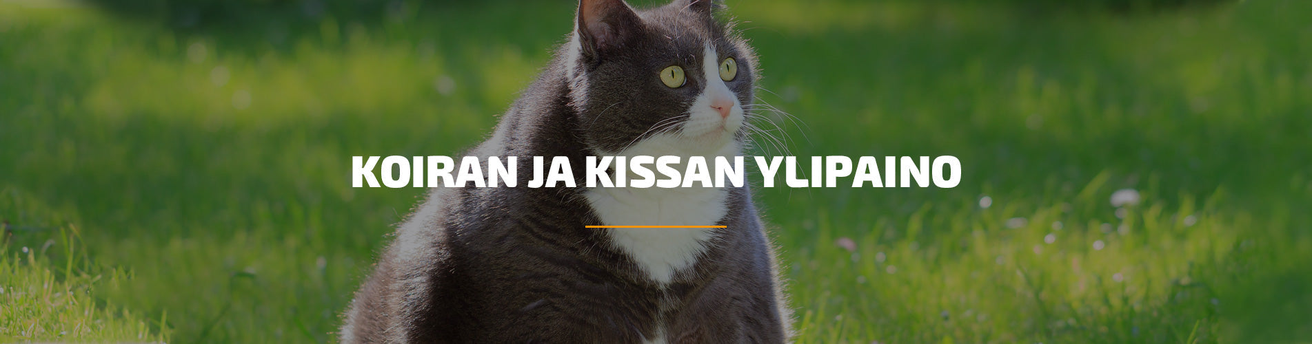 Koiran ja kissan ylipaino