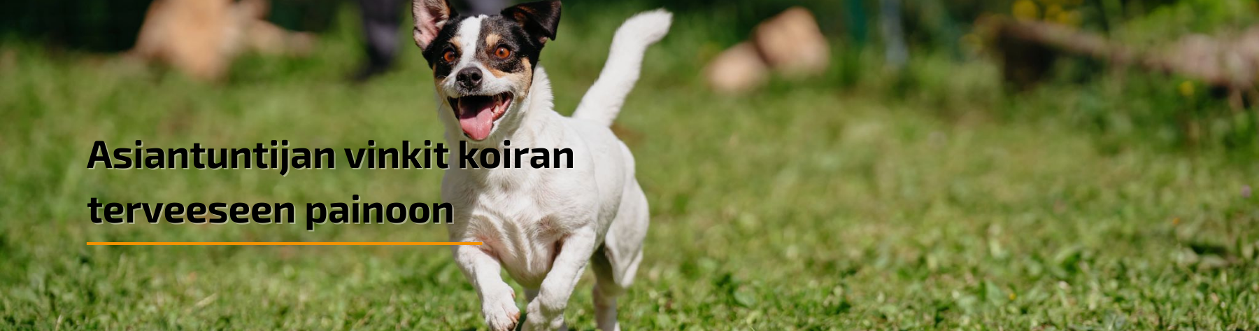 Kuinka auttaa ylipainoista koiraasi laihtumaan: asiantuntijoiden vinkit ja neuvot