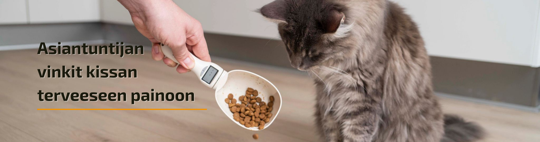 Kuinka auttaa ylipainoista kissaasi laihtumaan: asiantuntijoiden vinkit ja neuvot