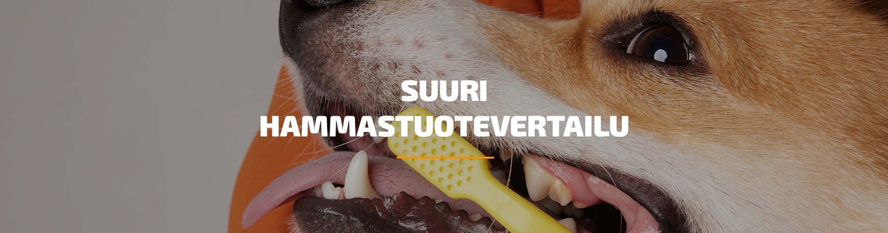 Vertailu: miten valita paras tuote kissan ja koiran hampaiden hoitoon?
