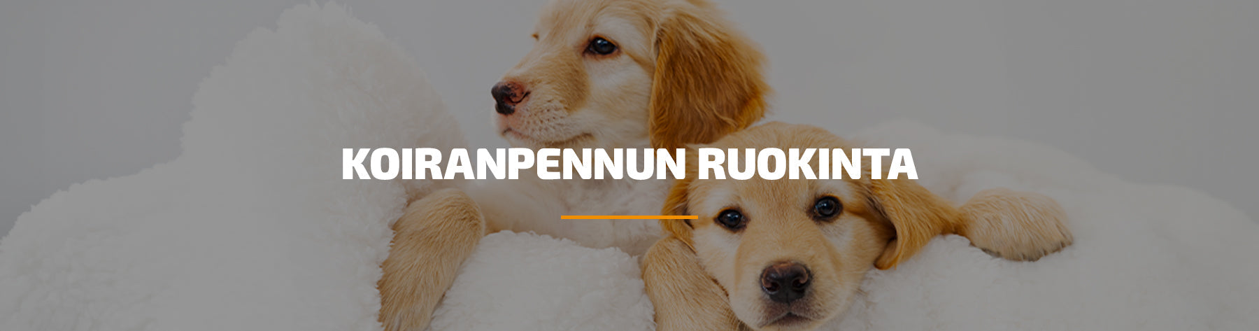Mitä ruokaa 8 viikkoiselle koiranpennulle? – Katso suositukset