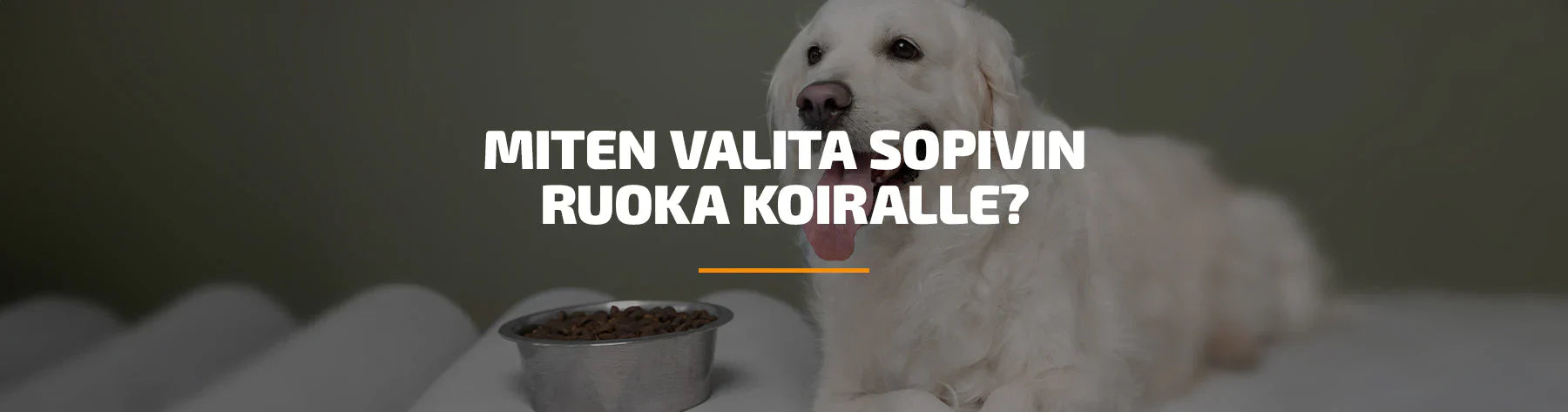 Herkkävatsaisen koiran ruoka: parhaat vaihtoehdot ja mitä ainesosia välttää