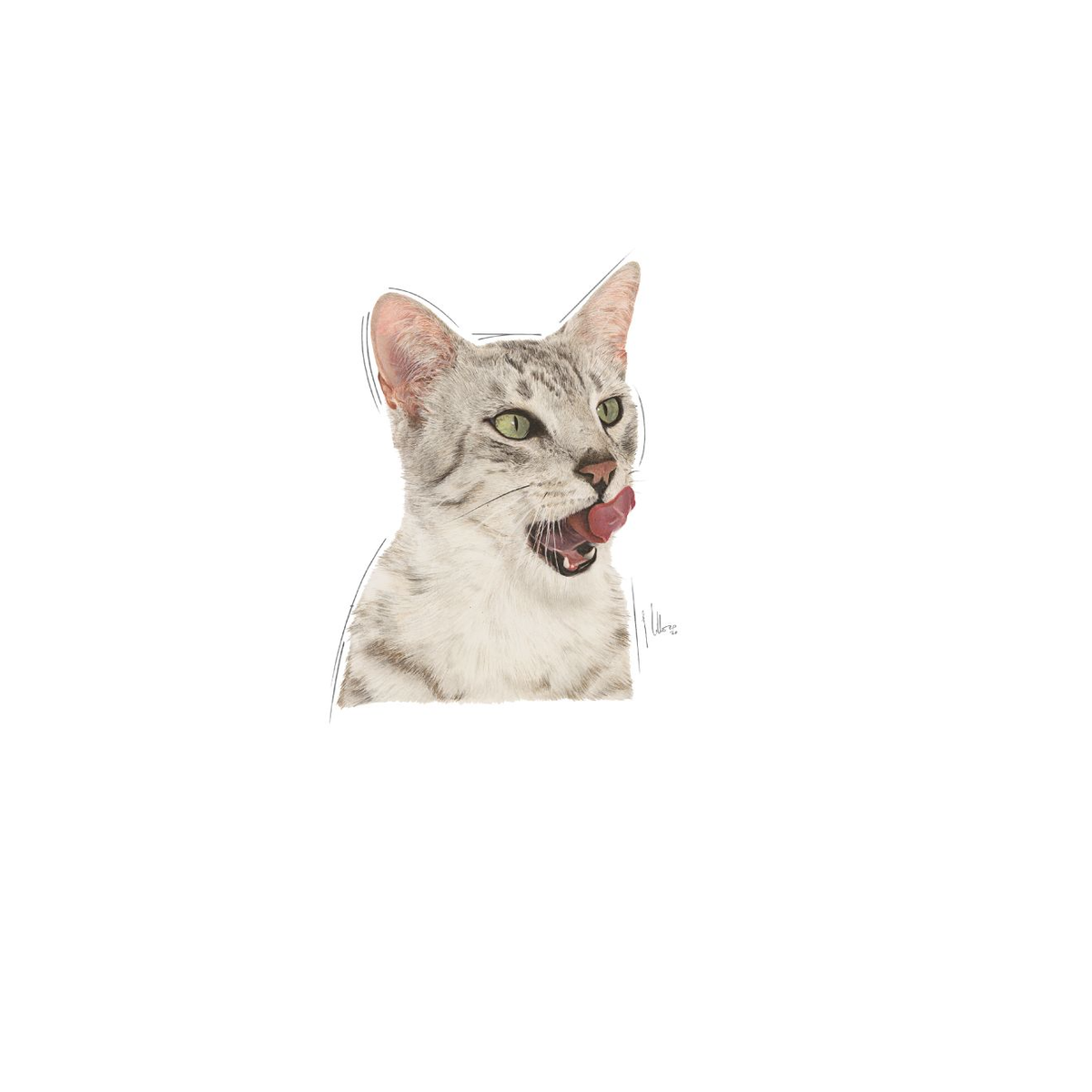 Royal Canin Sensory Taste Gravy kissalle 12 x 85 g