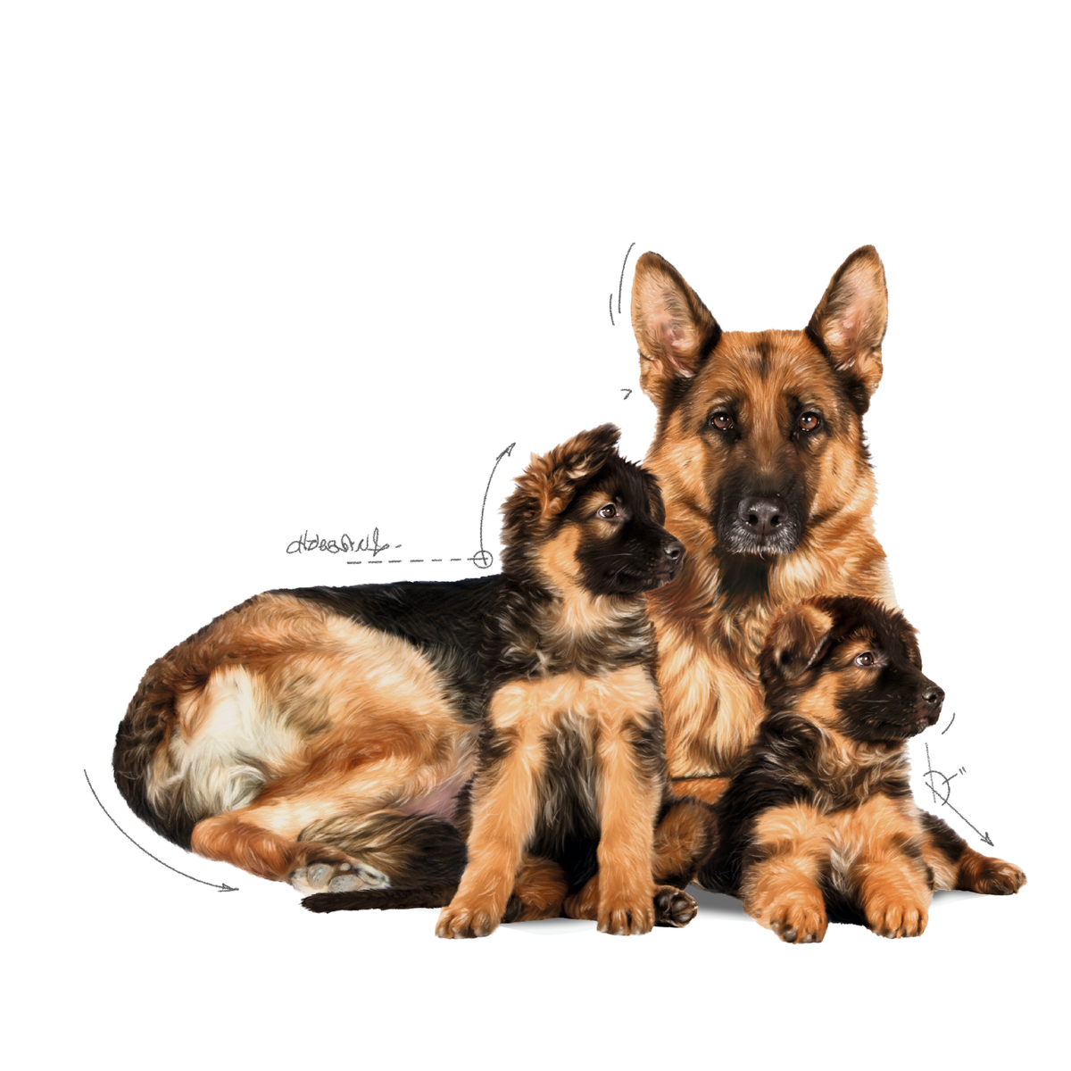 Royal Canin Maxi Starter koiralle 15 kg PÄIVÄYSTARJOUS