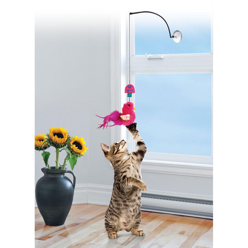 Kong Cat Window Teaser
