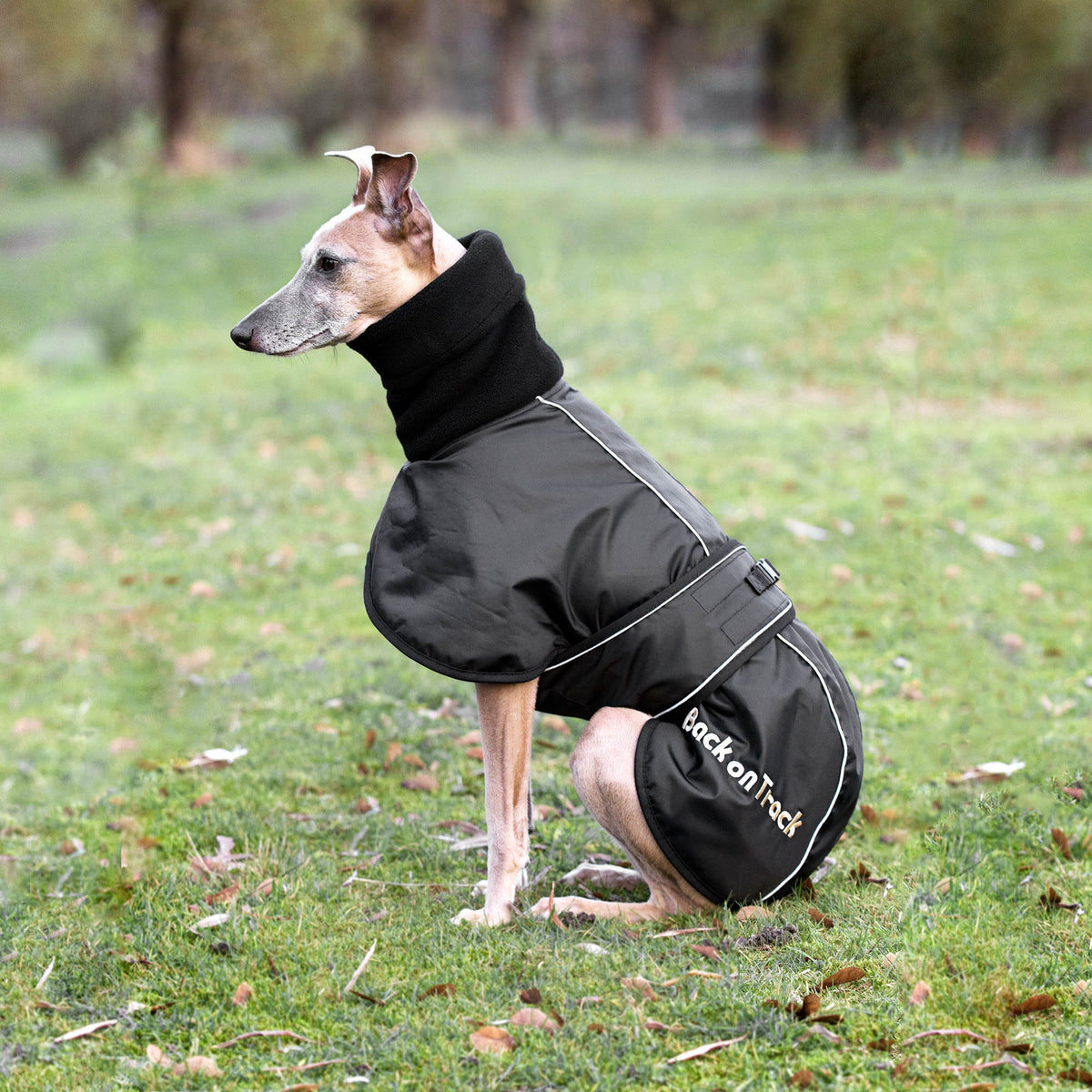 Back on Track Whippet-takki