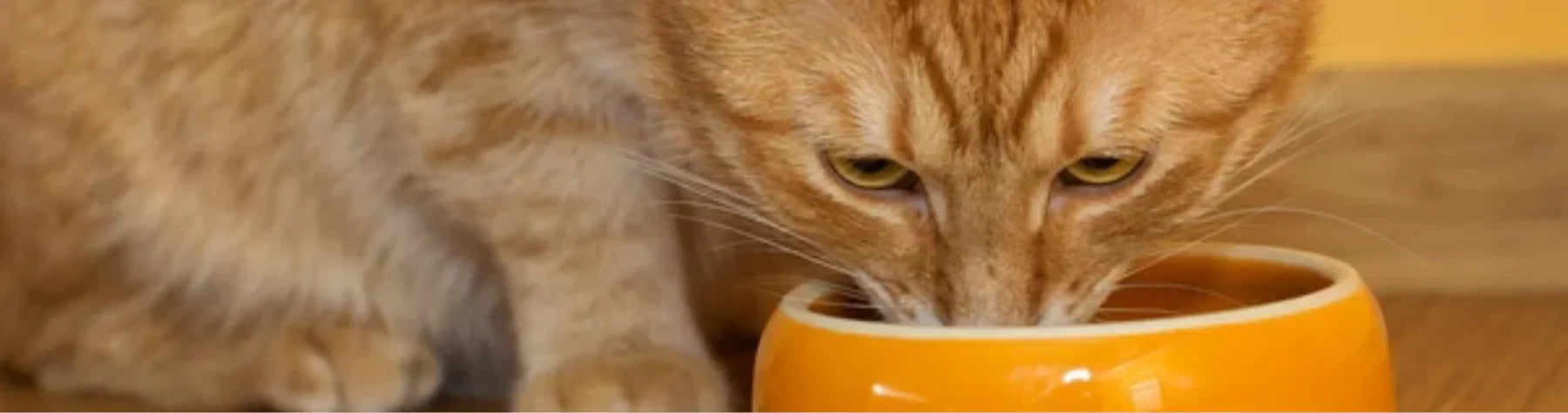 Kissanpennun ruokinta