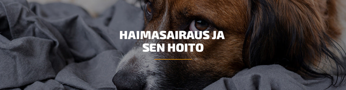 Haimasairaus ja sen hoito