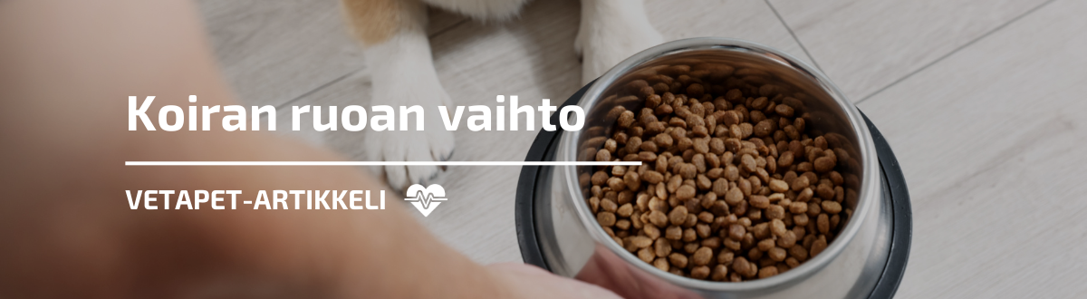 Täydellinen opas: koiran ruoan vaihto
