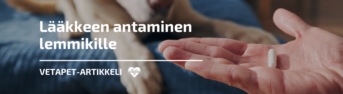 Miten saan lemmikin ottamaan lääkkeen? Näin onnistut ilman stressiä