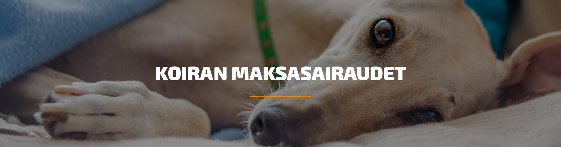koiran-maksasairaudet