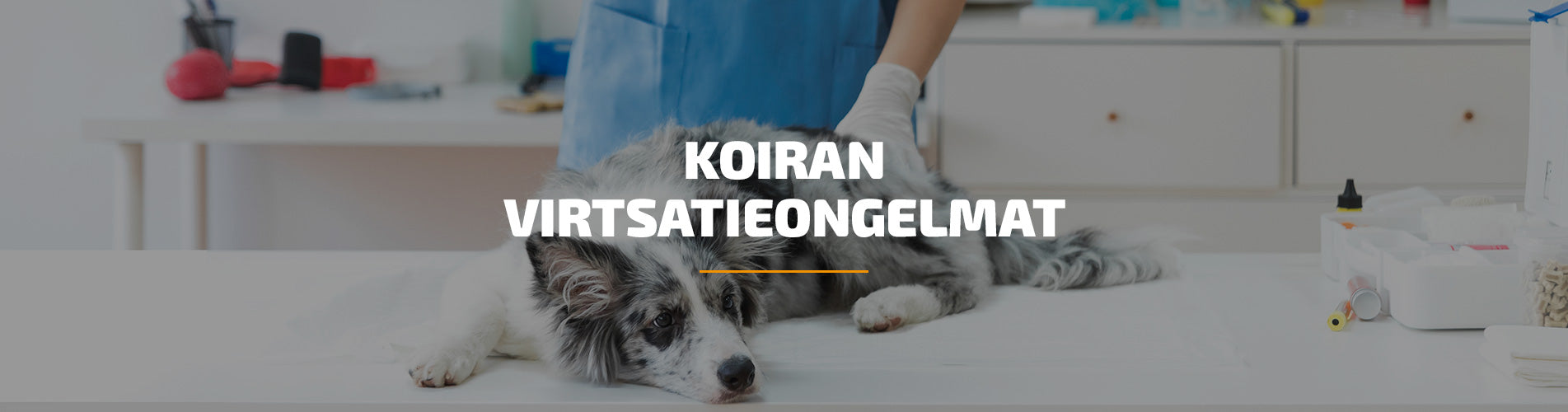 koiran-virtsatieongelmat