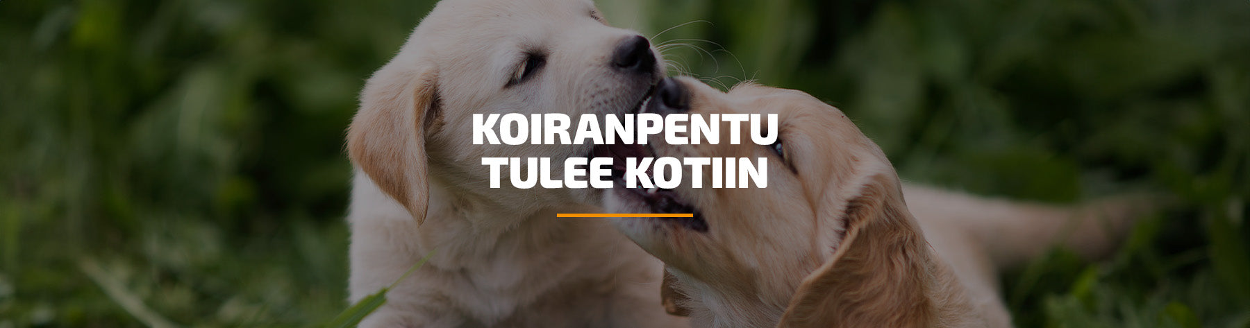 Koiranpentu tulee kotiin