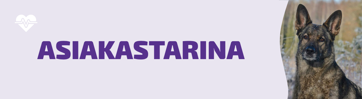 Kiran tarina: tukea ikääntyvän koiran arkeen