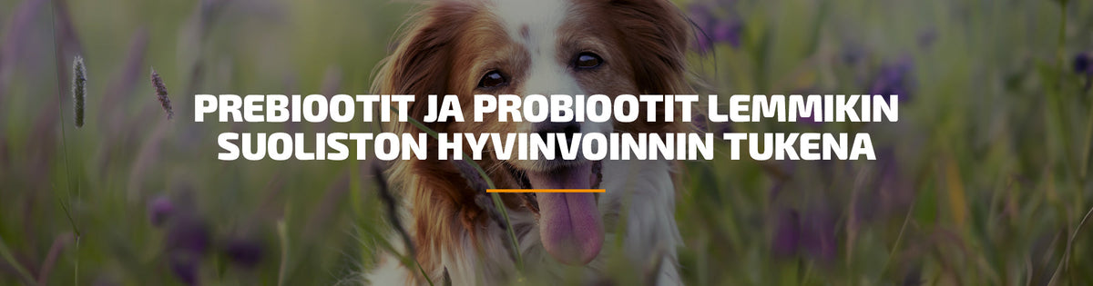 Prebiootit ja probiootit lemmikin suoliston hyvinvoinnin tukena