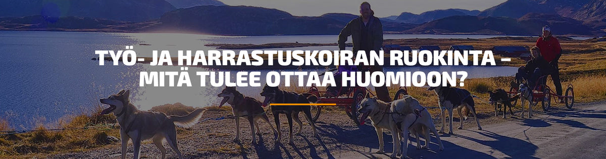 Työ- ja harrastuskoiran ruokinta – mitä tulee ottaa huomioon?