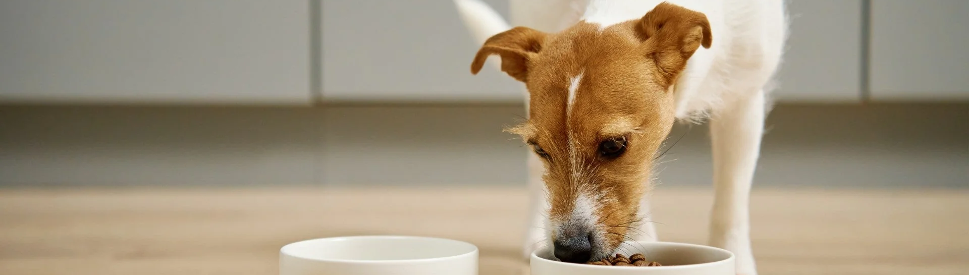 Miten valitset täydellisen ruoan koirallesi