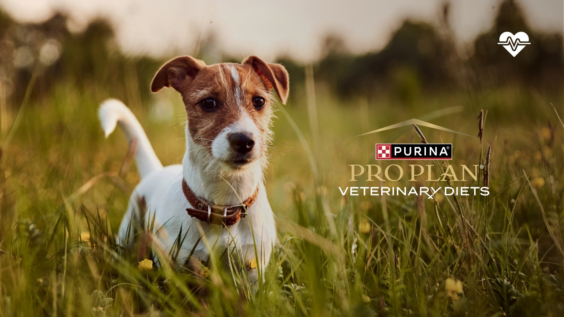 PURINA PRO PLAN VETERINARY