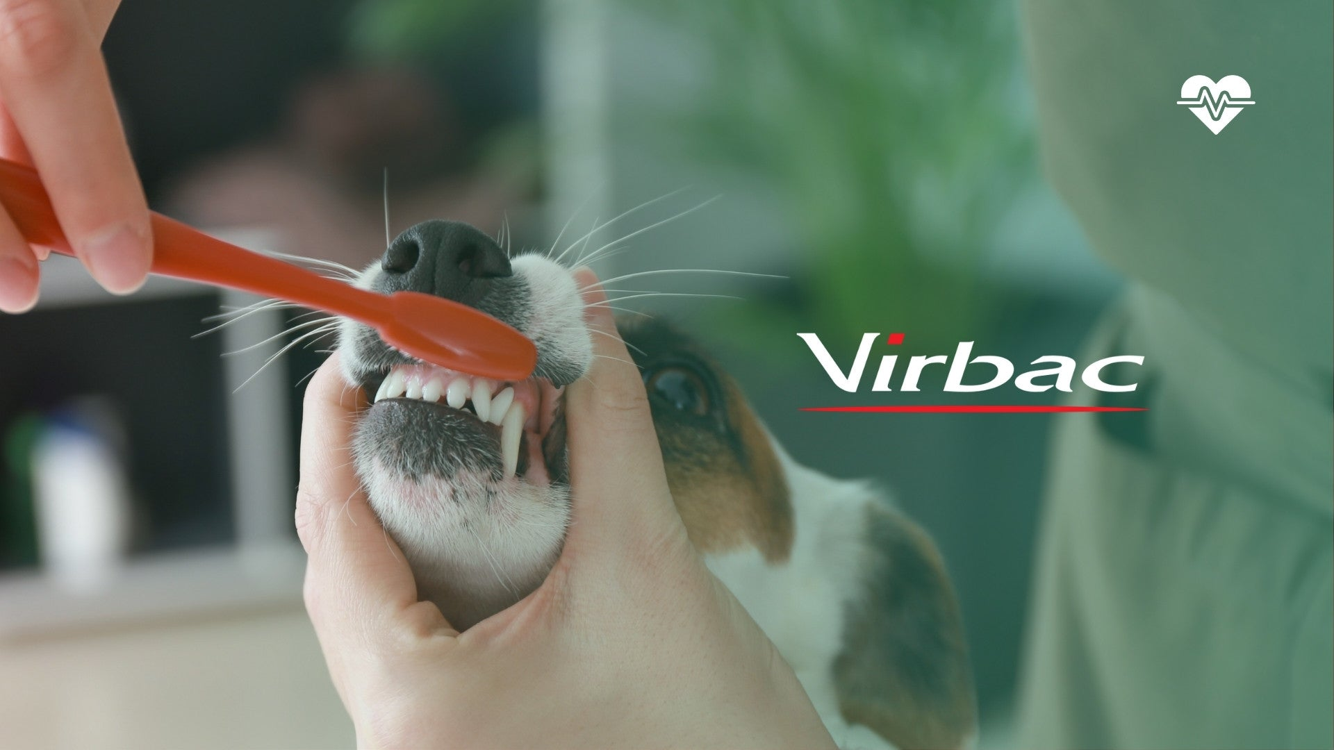 VIRBAC HOITOTUOTTEET
