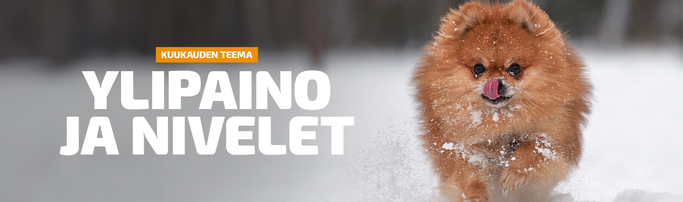 Teema - Ylipaino ja nivelet