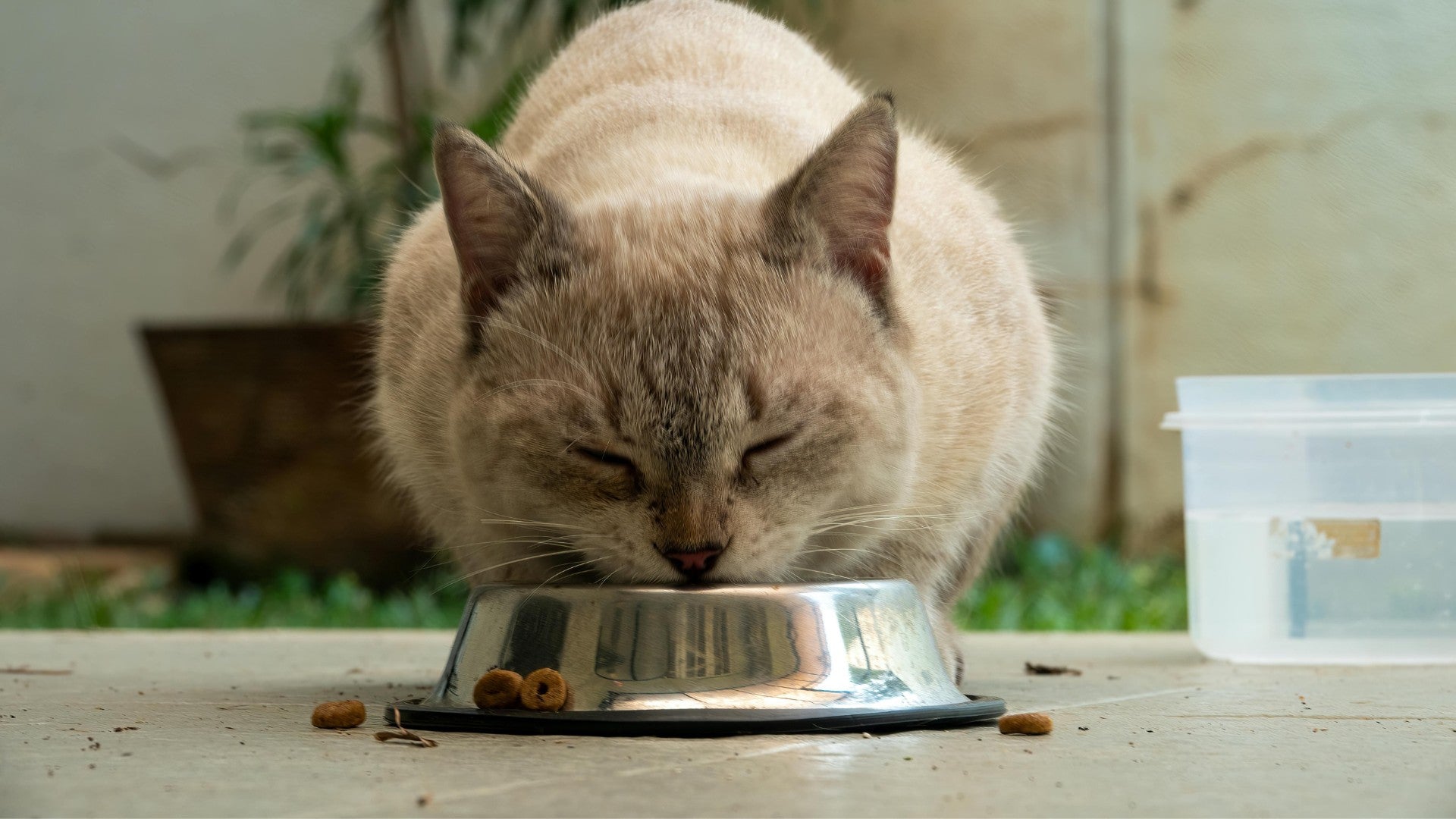 ERIKOISRUOAT ALLERGISELLE KISSALLE