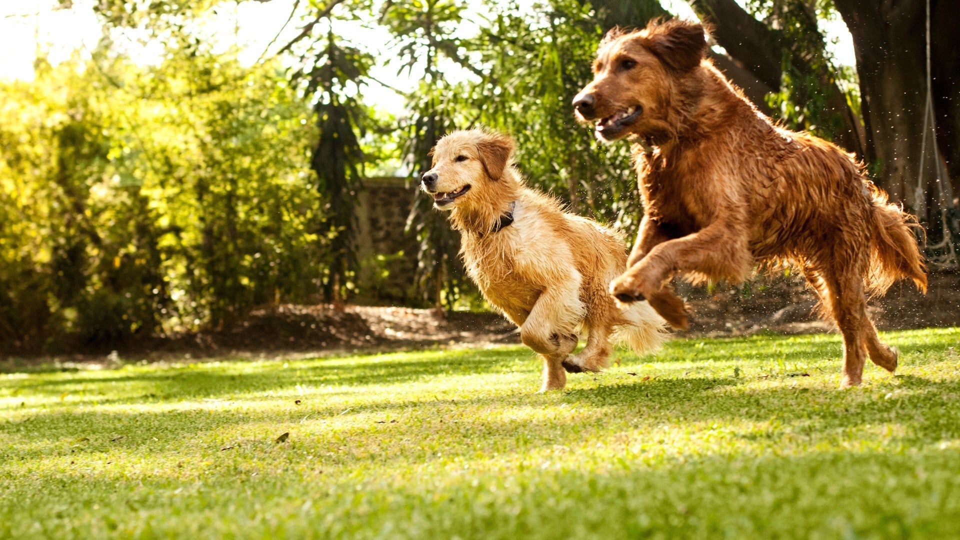 HOITOTUOTTEET KOIRAN NIVELILLE