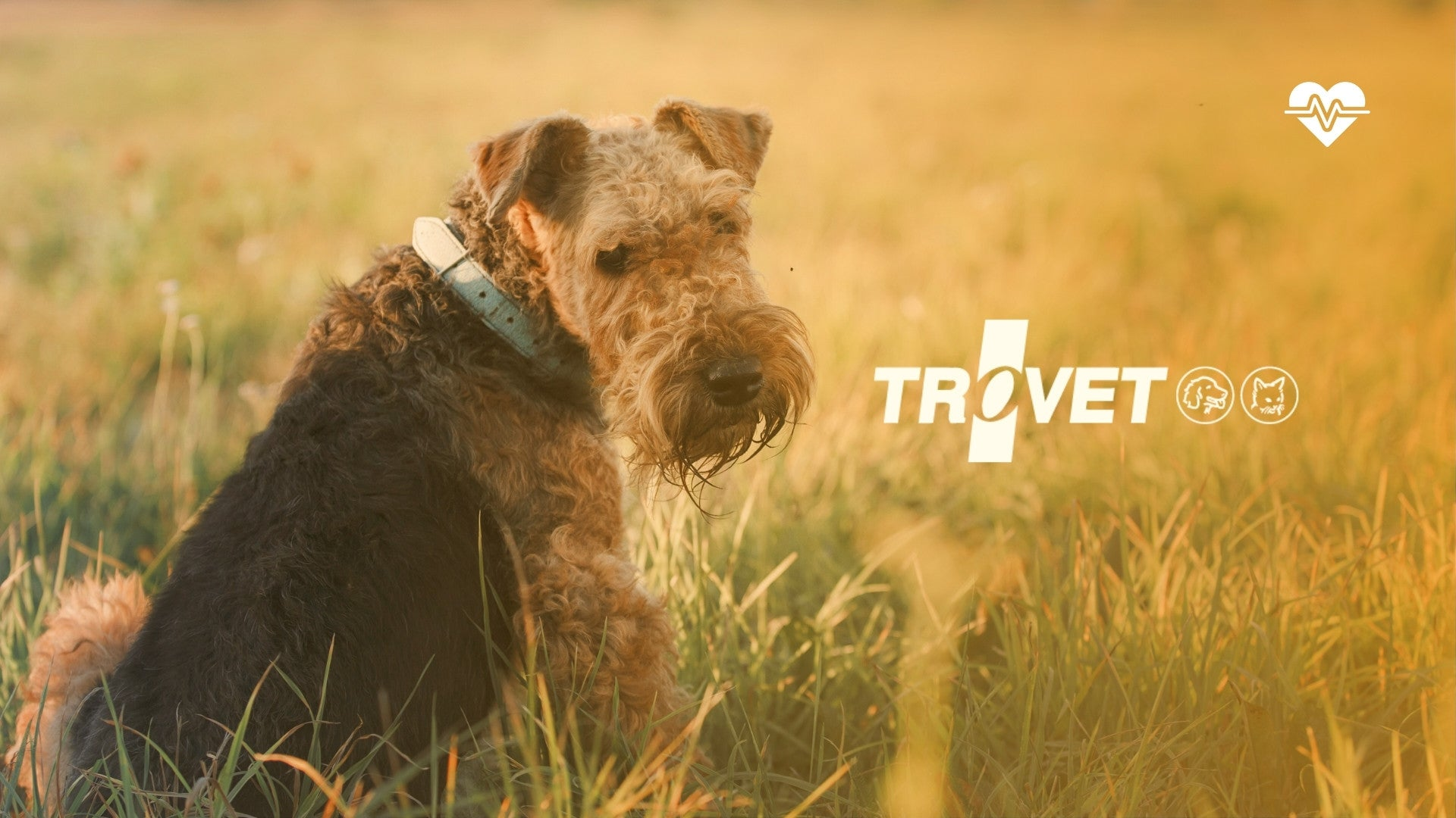 TROVET KOIRALLE
