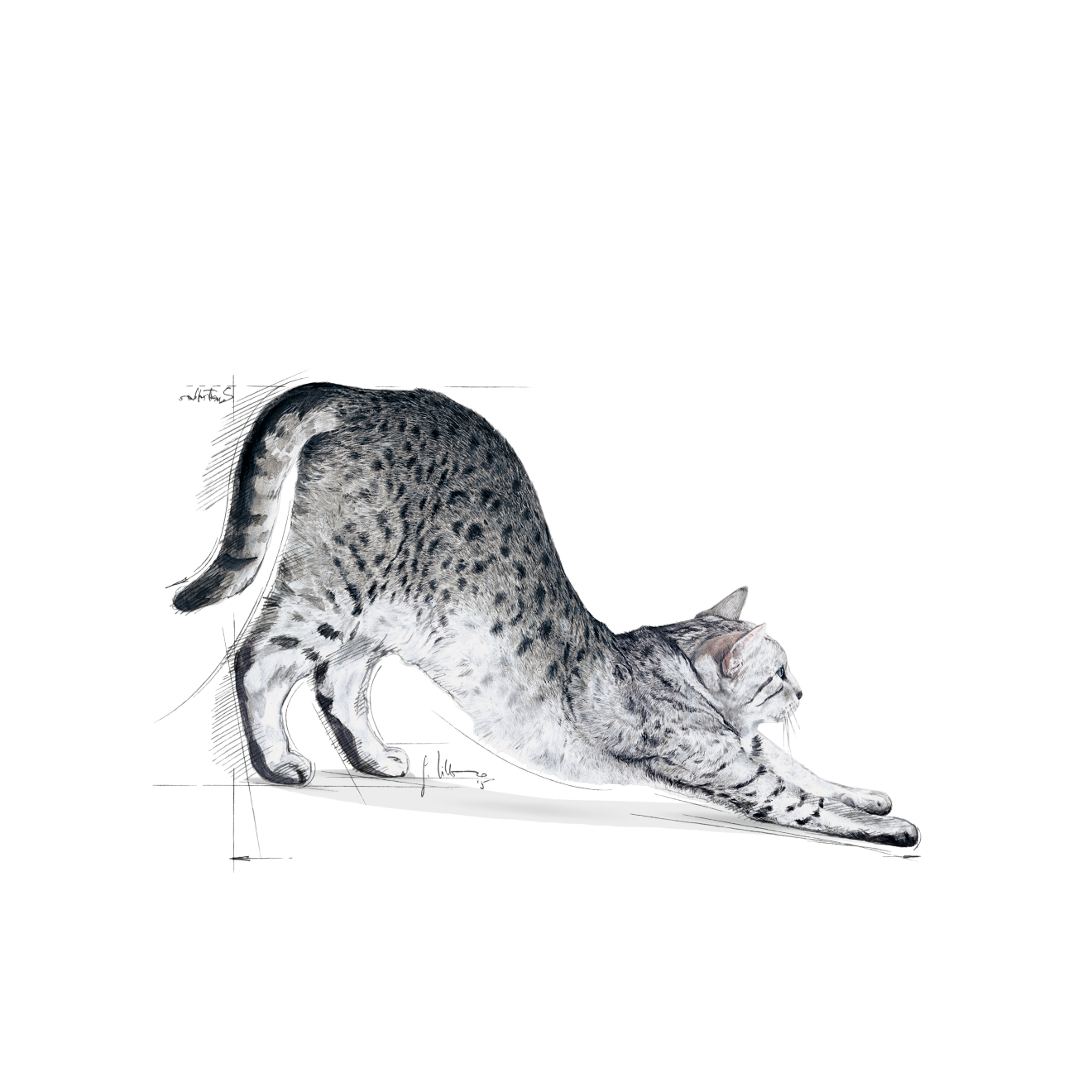 Royal Canin Indoor kissalle