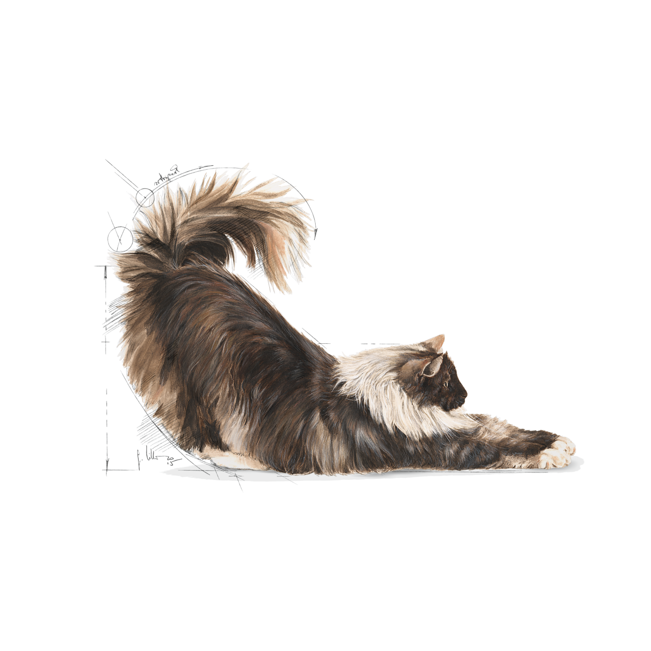 Royal Canin Indoor Long Hair kissalle