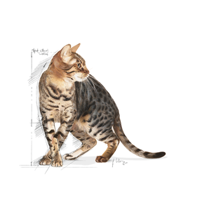 Royal Canin Outdoor 7+ kissalle 2 kg