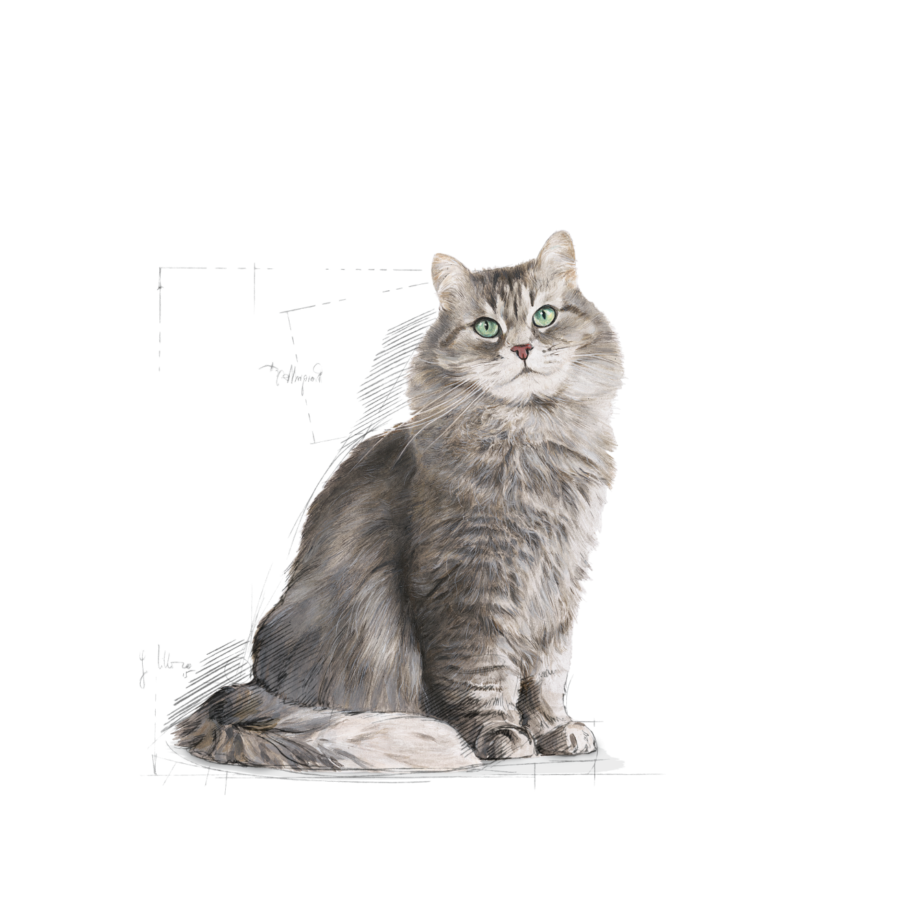 Royal Canin Sensible kissalle