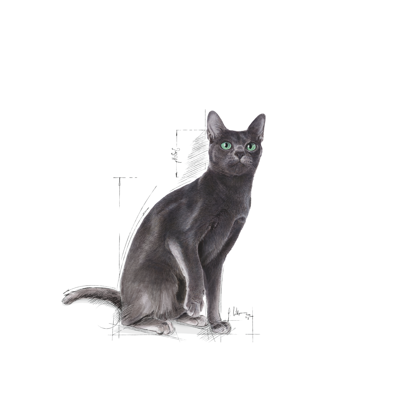 Royal Canin Sterilised kissalle 4 kg