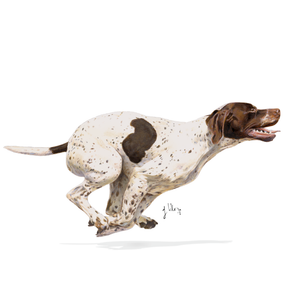 Royal Canin Sporting Life Energy 4800 koiralle
