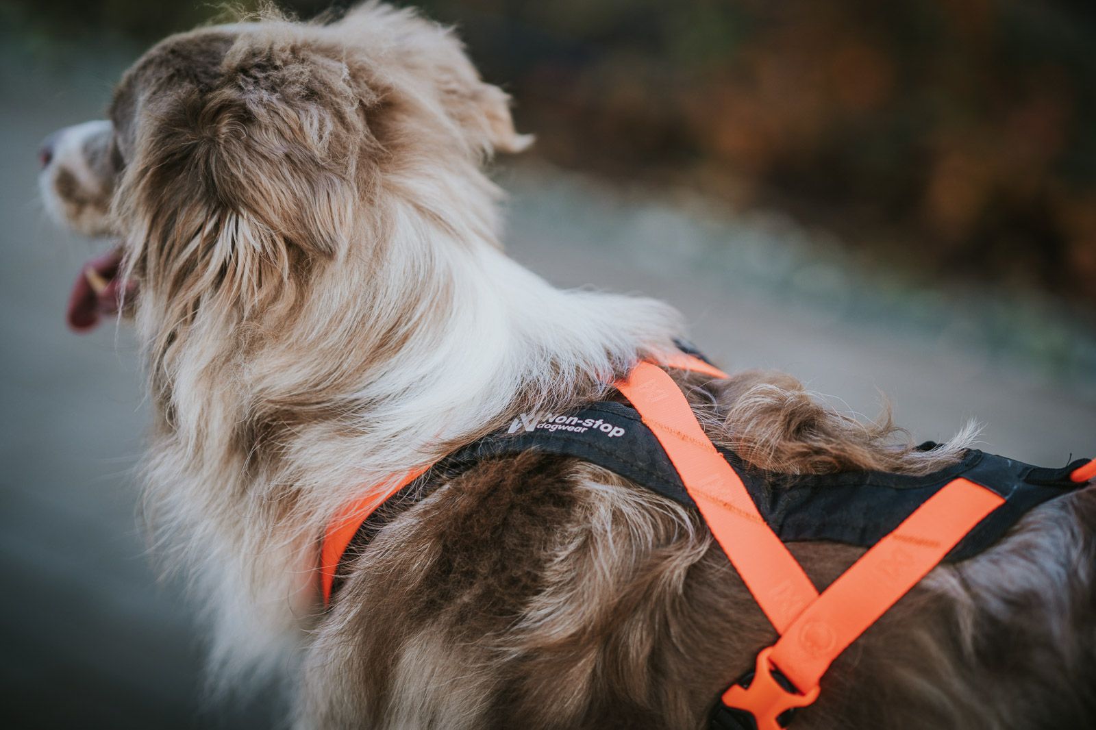 Non-stop Rush harness