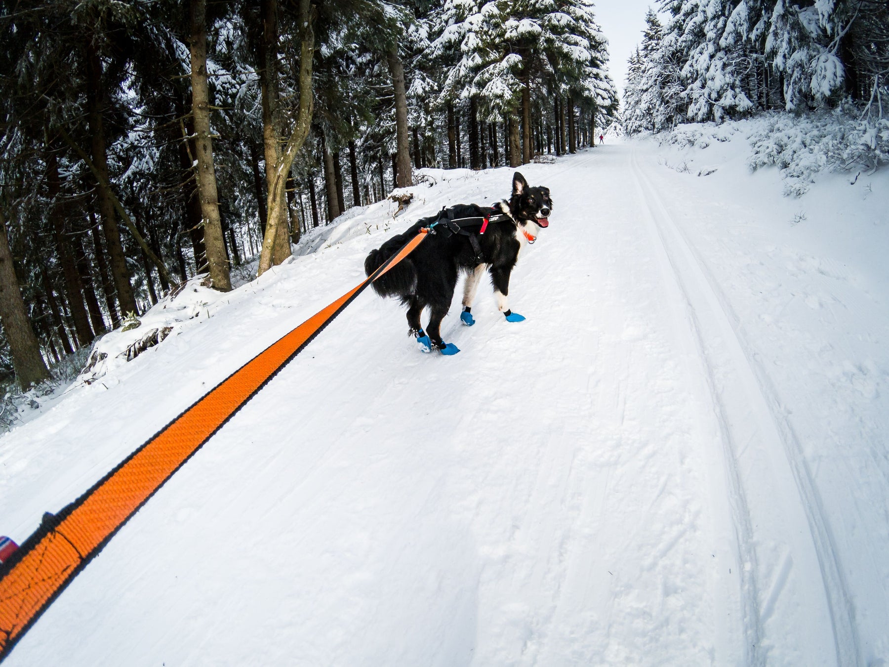 Non-stop Bungee leash
