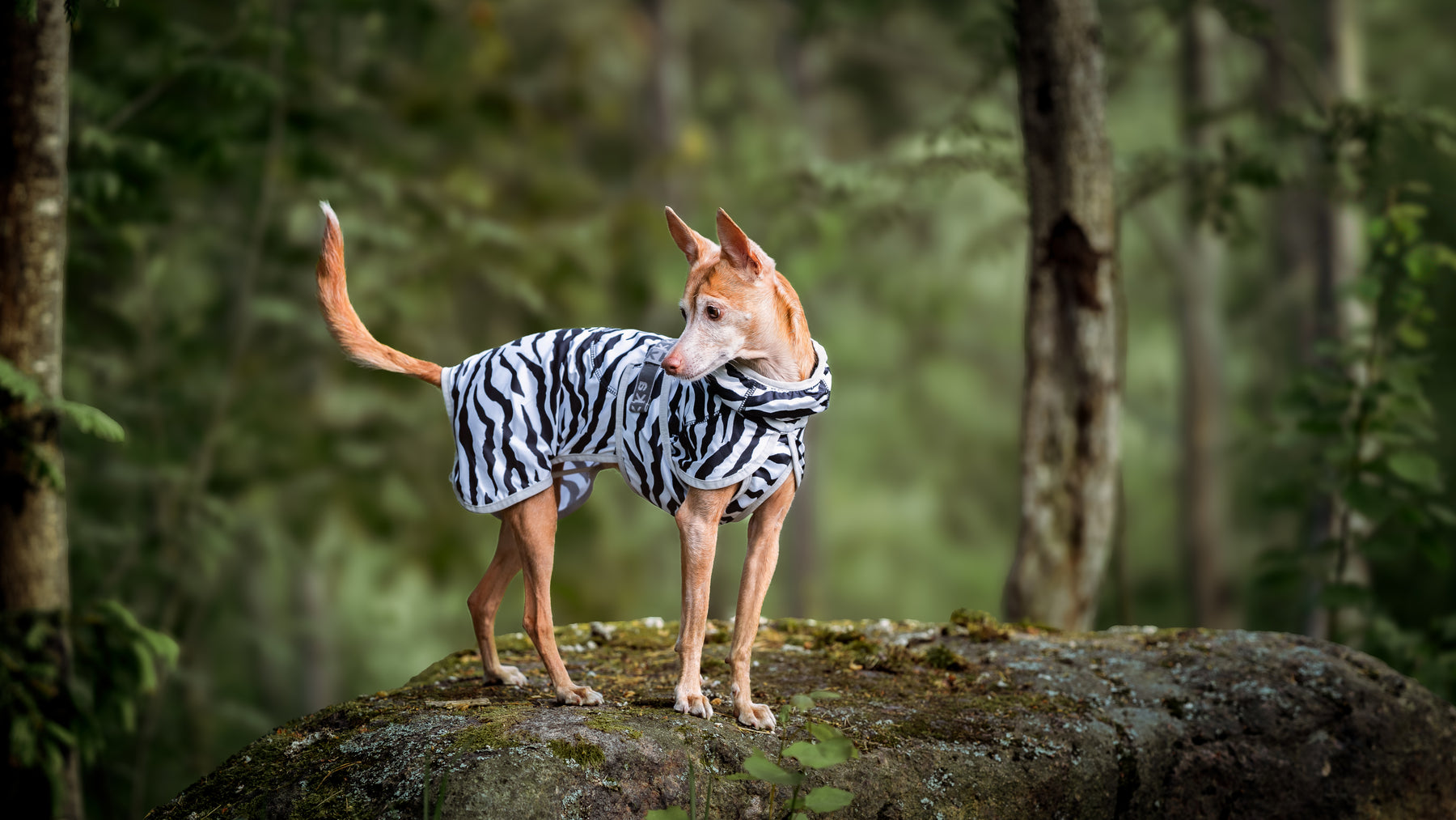 Rukka Zebra koiran viilennystakki