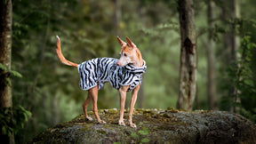 Rukka Zebra koiran viilennystakki