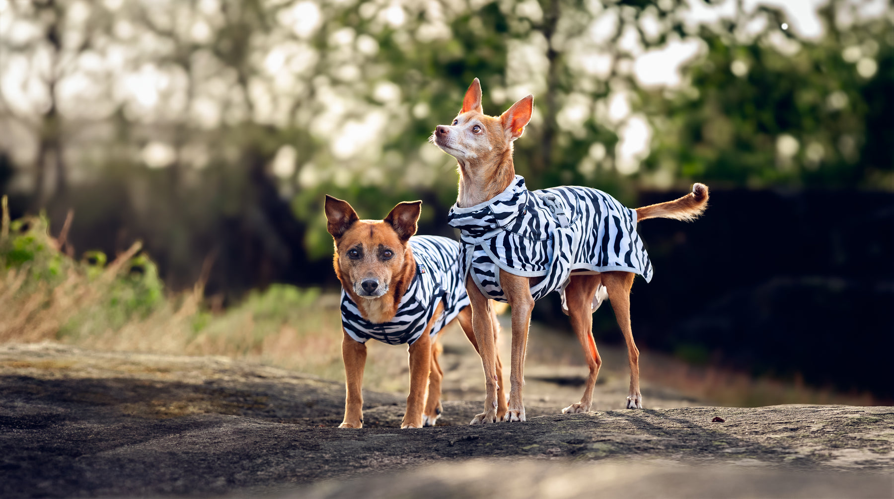 Rukka Zebra koiran viilennystakki
