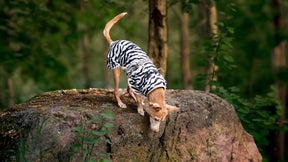 Rukka Zebra koiran viilennystakki