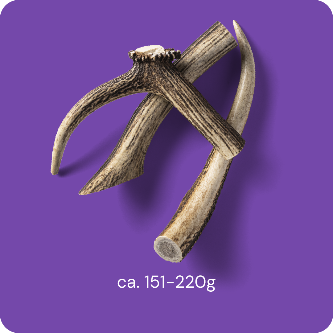 Nutriment Antler L - Peuran sarvi 1 kpl
