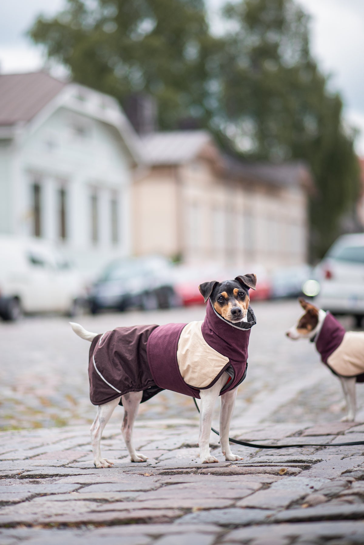 ArcticPomppa