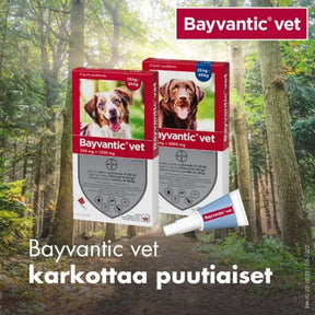 Bayvantic vet 250/1250 mg 4 x 2.5 ml paikallisvaleluliuos koirille 10–25 kg