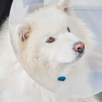 CalmDown by KRUUSE leikkauksenjälkeinen rauhoittava nappi, koirat 12 kpl MONIPAKKAUS