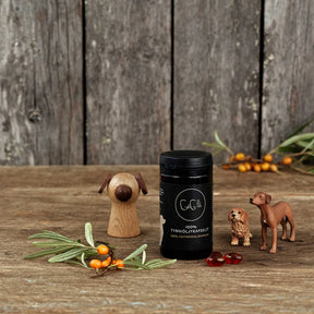 Chia de Gracia CdG Sea buckthorn Tyrniöljykapselit koirille 60 kpl