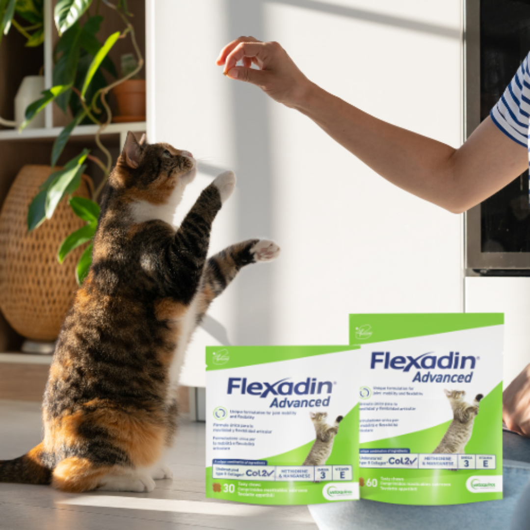 Flexadin advanced kissalle 2 x 30 purutablettia TUPLAPAKKAUS