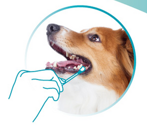 VETdicate Oral-Relax suunhoitogeeli koirille ja kissoille 20 ml