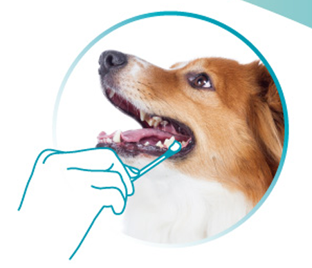 VETdicate Oral-Relax suunhoitogeeli koirille ja kissoille 20 ml