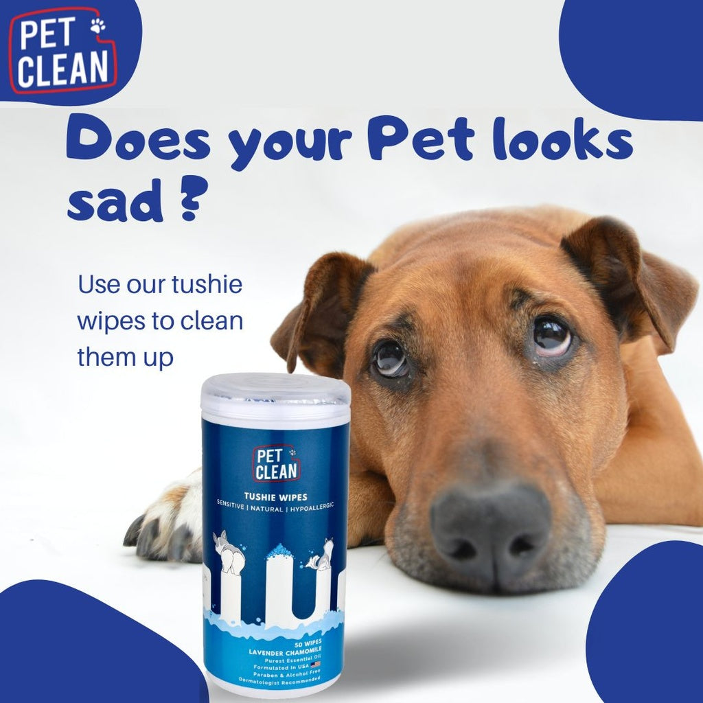 Pet Clean pepun puhdistuspyyhe koirille ja kissoille 50 kpl